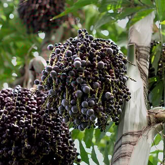 Lotto AÇAÍ Ingredient Image