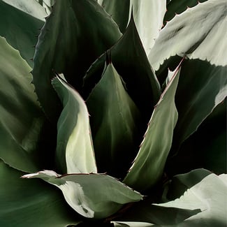 Lotto AGAVE Ingredient Image