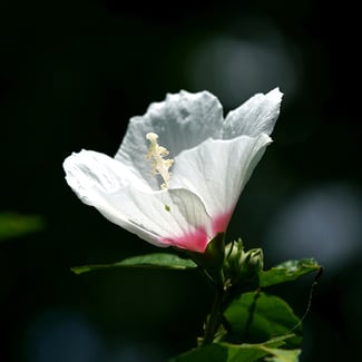 Lotto ALTEA  Ingredient Image