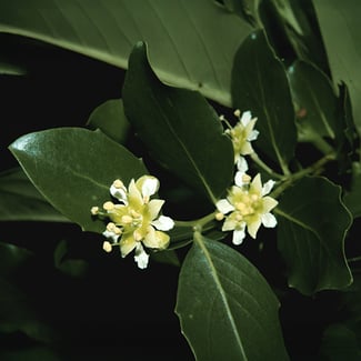 Lotto Quillaja Ingredient Image