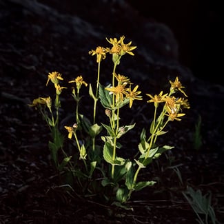 Lotto ÁRNICA Ingredient Image