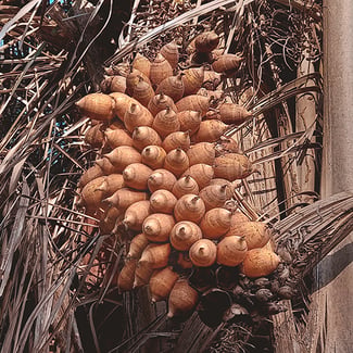 Lotto BABASÚ Ingredient Image