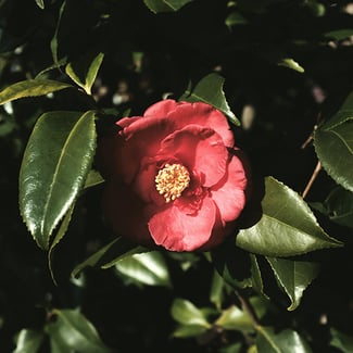 Lotto CAMELIA Ingredient Image