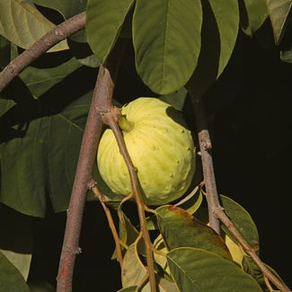 Lotto CHIRIMOYA Ingredient Image