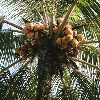 Lotto COCO Ingredient Image