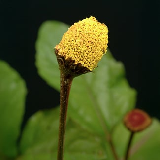 Lotto FLOR ELÉCTRICA Ingredient Image