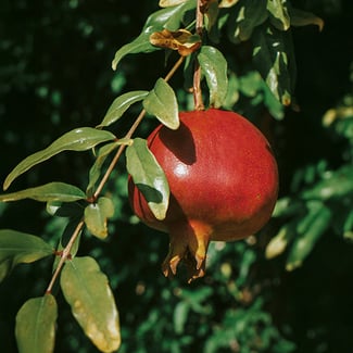 Lotto GRANADA  Ingredient Image