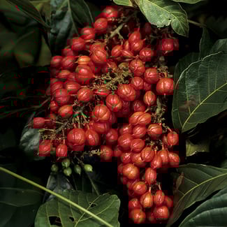 Lotto GUARANÁ   Ingredient Image