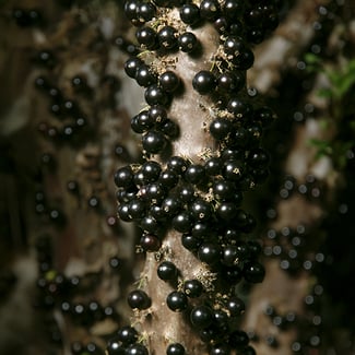 Lotto JABUTICABA  Ingredient Image