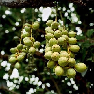 Lotto KARITÉ Ingredient Image