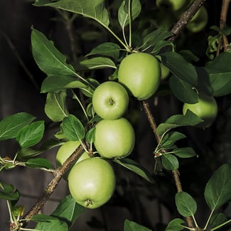 Lotto MANZANA Ingredient Image