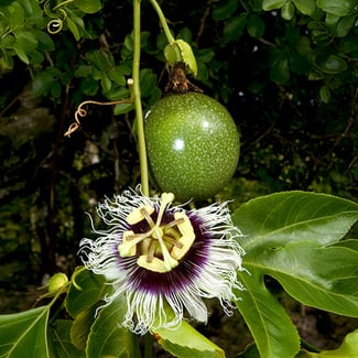 Lotto PASSIFLORA  Ingredient Image