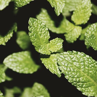 Loto Menta Ingredient Image