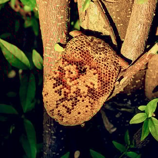 Lotto FERMENTOS DE MIEL  Ingredient Image