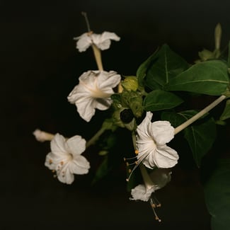 Lotto MIRABILIS JALAPA Ingredient Image