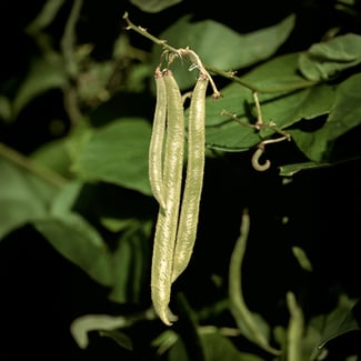 Lotto MORINGA Ingredient Image