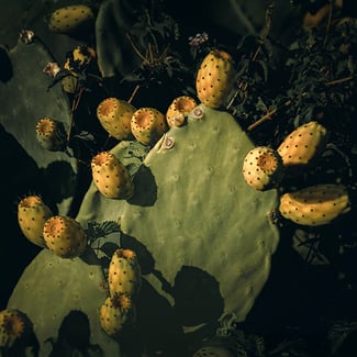 Lotto OPUNTIA Ingredient Image