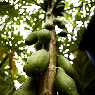 Lotto PAPAYA Ingredient Image