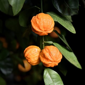 Loto Petitgrain Ingredient Image