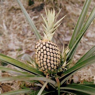 Lotto PIÑA  Ingredient Image