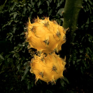 Lotto PREBIÓTICOS DE PITAHAYA Ingredient Image