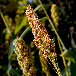 Lotto QUINOA  Ingredient Image