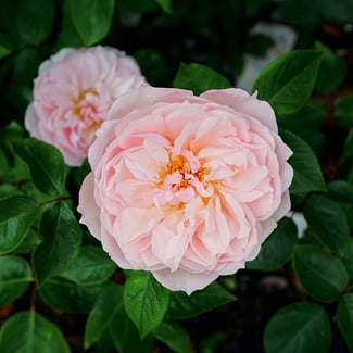 Lotto ROSA CENTIFOLIA Ingredient Image