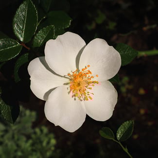 Lotto ROSA MOSQUETA Ingredient Image