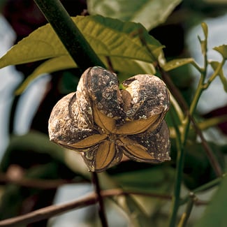 Lotto SACHA INCHI Ingredient Image