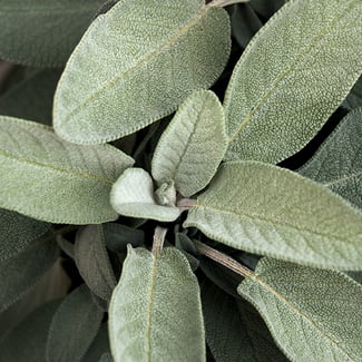 Loto Acordes de Salvia Blanca y Flor de Gardenia Ingredient Image