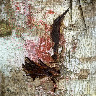 Lotto SANGRE DE DRAGO  Ingredient Image