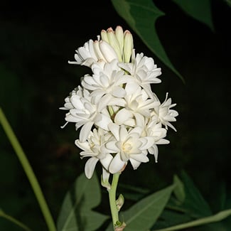 Lotto TUBEROSA  Ingredient Image