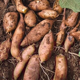 Lotto YACÓN PERUANO Ingredient Image