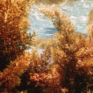 Lotto ALGAS VERMELHAS Ingredient Image