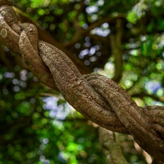 Loto Acordes de Ayahuasca y Palo Santo Ingredient Image