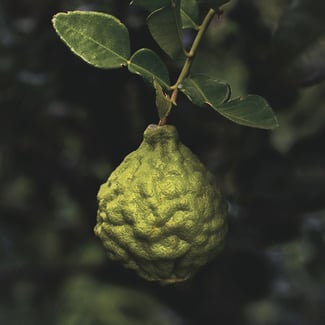 Loto Bergamota Ingredient Image