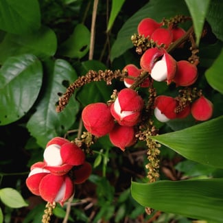 Lotto BREU BRANCO Ingredient Image