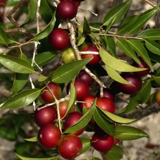 Lotto CAMU CAMU Ingredient Image
