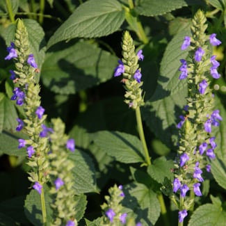 Lotto CHÍA Ingredient Image