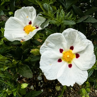 Loto Cisto Labdano y Acorde de Madera de Guayaco Ingredient Image
