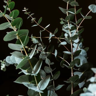 Loto Eucalipto y Acorde de Geranio Ingredient Image