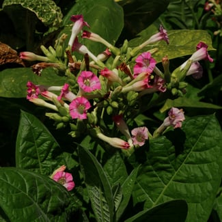 Loto Clavo y Acorde de Flor de Tabaco Ingredient Image