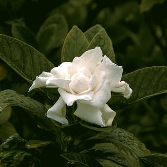 Lotto GARDENIA Ingredient Image