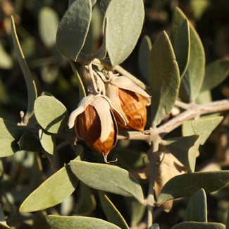 Lotto JOJOBA  Ingredient Image