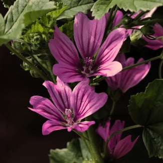 Lotto MALVA SILVESTRE Ingredient Image