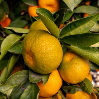 Loto Mandarina Ingredient Image
