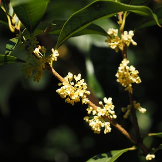 Lotto MUIRA PUAMA  Ingredient Image