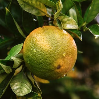 Loto Flor de Naranjo Ingredient Image