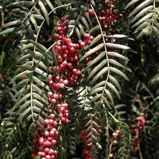 Loto Pimienta Rosa y Mandarina Amarilla Ingredient Image