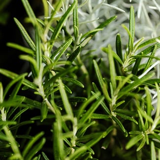 Loto Romero Ingredient Image